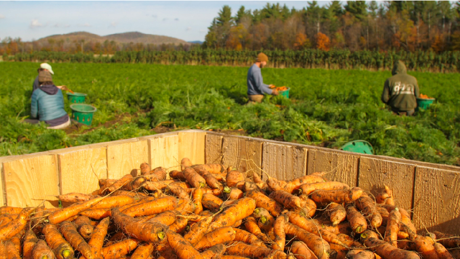 Just Cut (In Text, L)